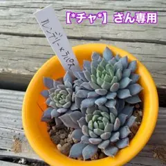 【*ちゃ*】さん専用