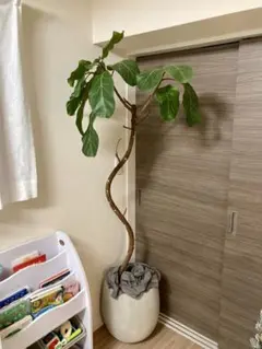 2025年最新】アフリカンプリンスの人気アイテム - メルカリ