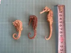 2026年最新】タツノオトシゴ標本の人気アイテム - メルカリ