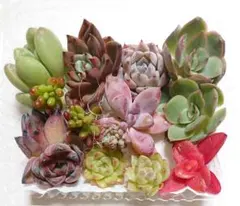 【多肉の寄せ植えセット（ゆ）】 カット苗 多肉植物 エケベリア セダム 小苗
