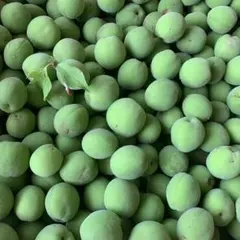 訳あり 農薬不使用 南高梅(青梅) 箱込5kg ①のサムネイル