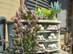 多肉植物 ネックレスセット グリーン ルビー アーモンド 三日月