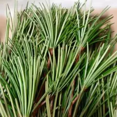 もうすぐお盆❗高野槇切り枝25cm前後8本+おまけ(15cm前後の枝数本)のサムネイル