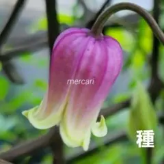 クレマチス 挿し穂1本 第4種発送 - メルカリ