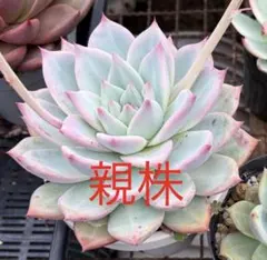 多肉植物 青鬼 おらいさん苗 ミックスベリア - メルカリ