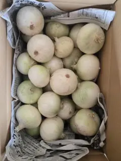 北海道産】新鮮 白玉ねぎ サラダ玉ねぎ 箱込み 7kg以上 8月5日まで