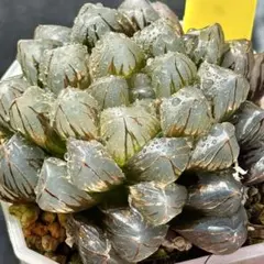 O*Z様 OMオブツーサ錦　親株　超美株　ハオルチア　観葉植物　39