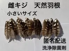 雌キジの天然羽根（フェザー）NO3　小さいサイズ　白・ブラウン　鳥の羽根