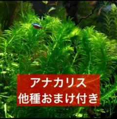 【専用ページ】天然 アナカリス、1000本【超メルカリ市価格】 2026年最新】アナカリスの人気アイテム - メルカリ