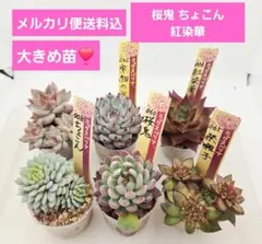 2026年最新】おらい 桜鬼の人気アイテム - メルカリ