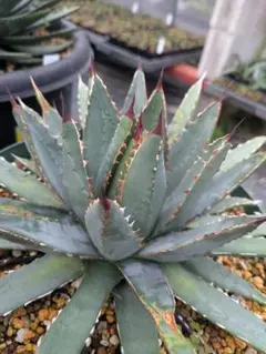 2025年最新】アガベ ハイブリッドの人気アイテム - メルカリ