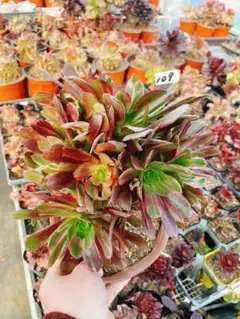 速達 メル84991様 リクエスト 2点 まとめ商品