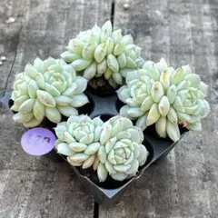 ちぃ様 リクエスト 3点 まとめ商品