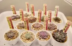 2025年最新】おらいさん苗の人気アイテム - メルカリ