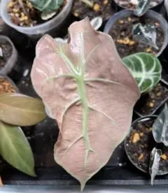 2026年最新】アロカシア アマゾニカ ミントの人気アイテム - メルカリ