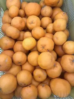 ポンカン　　5キロ　　B品