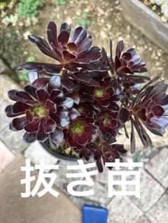 高級レア種特大❤️紅魔女❤️多肉植物 アエオニウム カット苗 速達