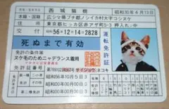昭和56年1981年 当時もの なめんなよ なめ猫 免許証 三原にゃん子
