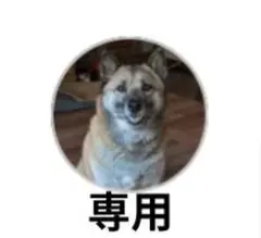 ポケモンフレンダ　スーパートレジャー　まとめ売り