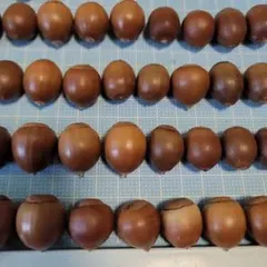 l　くぬぎ　アベマキ　どんぐり　70個　帽子なし