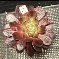 87#多肉植物❤️アエオニウム錦❤️ ドウガン❤️1大頭6小頭+6子芽12cm拨き苗 28#多肉植物アエオニウム錦❤️銅花順錦❤️1大頭3-4子芽15cm拔き苗