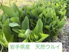 2026年最新】ウルイ 苗の人気アイテム - メルカリ
