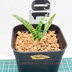 美株　希少　サンスベリアビューティークイーン　中株　レア　鉢ごと　メルカリ便① メルカリ