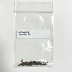 6月入荷 10粒 ユーフォルビア ギムノカリキオイデス 種子 種 証明書0509 Euphorbia gymnocalycioides 【ユーフォルビア・ギムノカリキオ