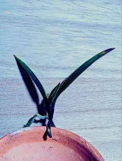 2026年最新】富貴蘭 牡丹の人気アイテム - メルカリ