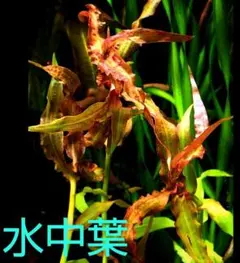 2本 ルドウィジア ギニア♪ 無農薬 水中葉 セネガレンシス