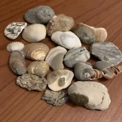 2026年最新】化石標本の人気アイテム - メルカリ