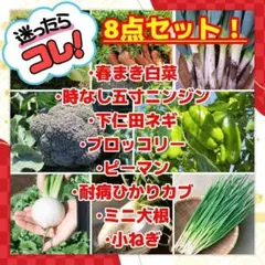 白菜・人参・長ねぎ・ブロッコリー・ピーマン・カブ・ミニ大根・小ねぎ 種8点セット