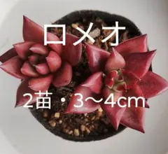 山本カンスケ様 リクエスト 2点 まとめ商品