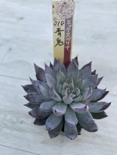 ㊳大きめ苗! 青鬼❣️祭囃子❣️紅染華❣️龍鱗蓮華❣️白銀姫❣️メルカリ便込 ㊳大きめ苗! 青鬼❣️祭囃子❣️紅染華❣️龍鱗蓮華❣️白銀姫