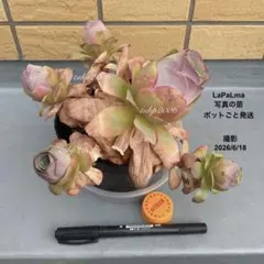 LaPaLma ・・・写真の大苗お届け　ポットごと発送のサムネイル