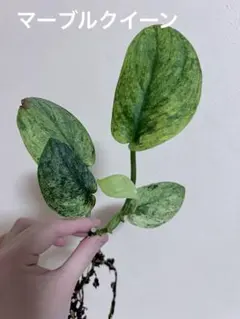 yoko chan様 専用宅急便コンパクト4点 まとめ商品