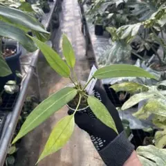 bebe様 リクエスト 2点 まとめ商品