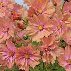 【花の種】３０粒　コスモス　アプリコッタ　優しいアプリコットピンク色