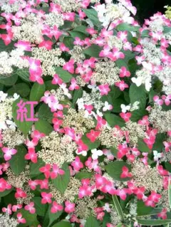 山野草・ヤマアジサイ苗・銘・サクラ画像の開花苗お届け！抜き苗