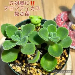アロマティカス　G対策に‼️ 抜き苗　根付き　2本　かえるさんのサムネイル