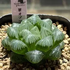 ハオルチア 翠オブツーサのサムネイル