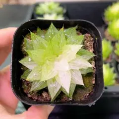 다육식물 하로키아, 백설탕 제거, 모종, 화분 5cm, 식물 1개