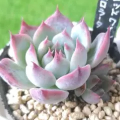 Megkana様 リクエスト 4点 まとめ商品