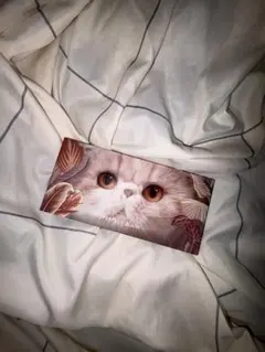 PERFECT DIARY アイシャドウパレット 猫