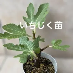 イチジク挿し木苗 ブルンスウィック - メルカリ