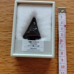 三葉虫標本 Elrathia kingii ユタ州産 - メルカリ