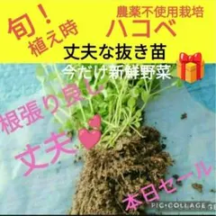 Item thumbnail for item b7a8ae05-03fa-42f0-ae5c-fda887750011