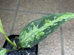 LA便 斑入り Homalomena sp.Riau 【LA224-02z】 - メルカリ