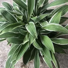 sanari様 リクエスト 2点 まとめ商品