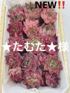 ★たむた★様 リクエスト 4点 まとめ商品